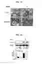 Fig. 23 - Tendon stem cells