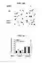 Fig. 24 - Tendon stem cells