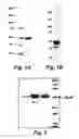 Fig. 02 - IMMUNOGENIC COMPOSITIONS AND METHODS OF USE THEREOF