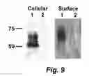 Fig. 09 - IMMUNOGENIC COMPOSITIONS AND METHODS OF USE THEREOF