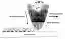 Fig. 01 - Methods utilizing scanning probe microscope tips and products thereof or produced thereby