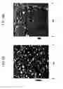 Fig. 09 - Methods utilizing scanning probe microscope tips and products thereof or produced thereby
