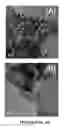 Fig. 05 - MICROBIALLY-MEDIATED METHOD FOR SYNTHESIS OF NON-OXIDE SEMICONDUCTOR NANOPARTICLES