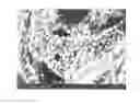 Fig. 01 - Electrode catalyst substrate and method for producing the same, and polymer electrolyte fuel cell