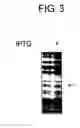 Fig. 05 - DIAGNOSTIC KIT FOR SOLID CANCER AND MEDICAMENT FOR SOLID CANCER THERAPY
