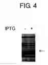 Fig. 06 - DIAGNOSTIC KIT FOR SOLID CANCER AND MEDICAMENT FOR SOLID CANCER THERAPY