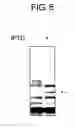 Fig. 08 - DIAGNOSTIC KIT FOR SOLID CANCER AND MEDICAMENT FOR SOLID CANCER THERAPY