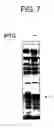 Fig. 09 - DIAGNOSTIC KIT FOR SOLID CANCER AND MEDICAMENT FOR SOLID CANCER THERAPY