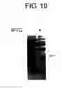 Fig. 12 - DIAGNOSTIC KIT FOR SOLID CANCER AND MEDICAMENT FOR SOLID CANCER THERAPY
