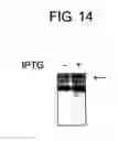 Fig. 16 - DIAGNOSTIC KIT FOR SOLID CANCER AND MEDICAMENT FOR SOLID CANCER THERAPY