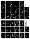 Fig. 08 - Compositions and methods for identification of PARP function, inhibitors, and activators