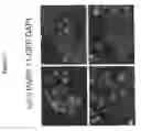 Fig. 22 - Compositions and methods for identification of PARP function, inhibitors, and activators