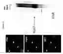 Fig. 28 - Compositions and methods for identification of PARP function, inhibitors, and activators