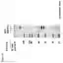 Fig. 30 - Compositions and methods for identification of PARP function, inhibitors, and activators