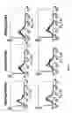 Fig. 22 - GPCR expression vector