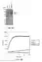 Fig. 06 - Methods to identify USP1 deubiquitinating enzyme complex inhibitors