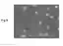 Fig. 10 - BIOCHIP FOR ELECTROPHYSIOLOGICAL MEASUREMENTS