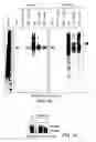 Fig. 03 - Methods of producing a secreted protein
