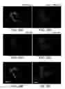 Fig. 49 - Methods of producing a secreted protein