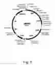 Fig. 09 - Methods for producing biological substances in pigment-deficient mutants of cells