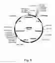 Fig. 10 - Methods for producing biological substances in pigment-deficient mutants of cells