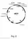 Fig. 12 - Methods for producing biological substances in pigment-deficient mutants of cells