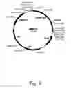 Fig. 13 - Methods for producing biological substances in pigment-deficient mutants of cells
