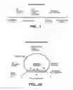 Fig. 02 - Precircle probe nucleic acid amplification methods