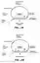 Fig. 06 - Precircle probe nucleic acid amplification methods