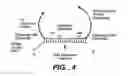 Fig. 08 - Precircle probe nucleic acid amplification methods