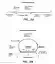 Fig. 09 - Precircle probe nucleic acid amplification methods