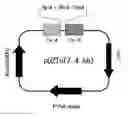 Fig. 01 - Vector for transformation using transposons, microorganisms transformed by the vector, and method for producing L-lysine using the same