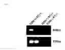 Fig. 07 - Enzyme associated with equol synthesis