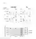 Fig. 22 - Enzyme associated with equol synthesis