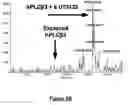 Fig. 05 - Method for enhancing catalytic activity of a lipase