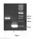 Fig. 03 - PROCESS FOR THE BIOLOGICAL PRODUCTION OF N-BUTANOL WITH HIGH YIELD