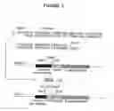 Fig. 07 - Vectors and Methods for Tissue Specific Synthesis of Protein in Eggs of Transgenic Hens