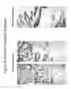 Fig. 04 - Differentiated pluripotent stem cell progeny depleted of extraneous phenotypes