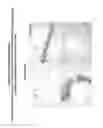Fig. 06 - Differentiated pluripotent stem cell progeny depleted of extraneous phenotypes