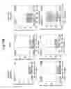 Fig. 12 - Differentiated pluripotent stem cell progeny depleted of extraneous phenotypes