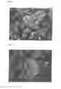 Fig. 07 - Improved Reprogramming of Mammalian Cells, and Cells Obtained