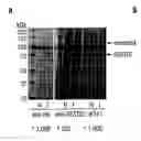 Fig. 01 - COMPLEXES OF TRPC DOMAINS AND SESTD1 DOMAINS AND METHODS AND USES INVOLVING THE SAME