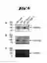 Fig. 07 - COMPLEXES OF TRPC DOMAINS AND SESTD1 DOMAINS AND METHODS AND USES INVOLVING THE SAME