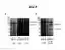 Fig. 09 - COMPLEXES OF TRPC DOMAINS AND SESTD1 DOMAINS AND METHODS AND USES INVOLVING THE SAME