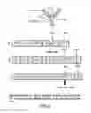 Fig. 05 - Surface display of recombinant proteins in lower eukaryotes