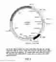 Fig. 06 - Surface display of recombinant proteins in lower eukaryotes
