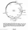 Fig. 07 - Surface display of recombinant proteins in lower eukaryotes