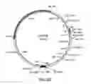 Fig. 31 - Surface display of recombinant proteins in lower eukaryotes