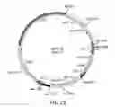 Fig. 33 - Surface display of recombinant proteins in lower eukaryotes