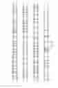 Fig. 07 - Methods for generating polynucleotides having desired characteristics by iterative selection and recombination